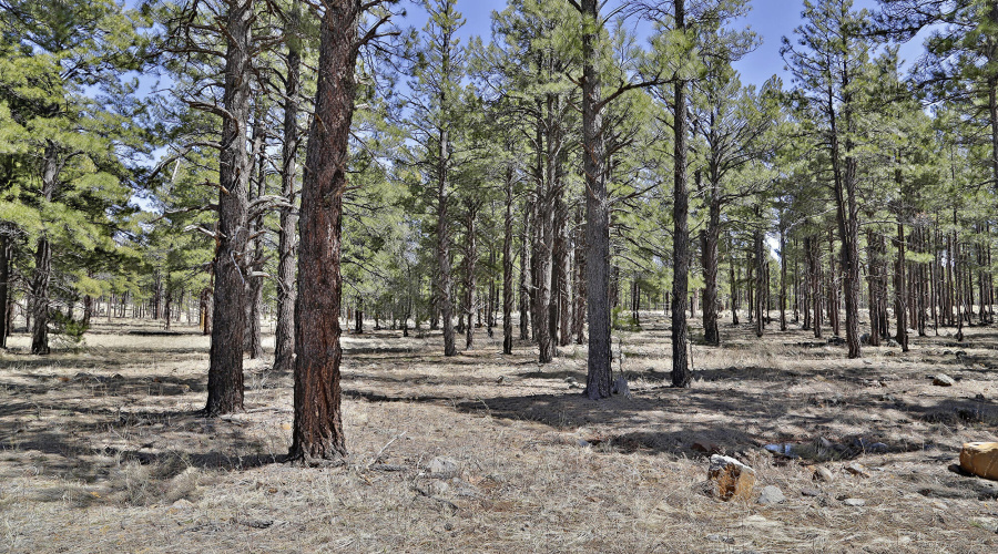 9579 Sierra Springs Dr.