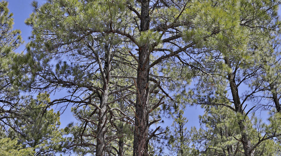 9579 Sierra Springs Dr.