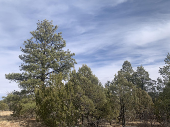 7785 Mogollon Trail, Happy Jack, Arizona 86024, ,Land,For Sale,Mogollon,92822