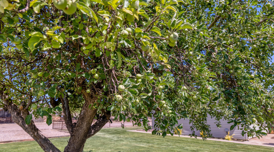 1 of many apple trees