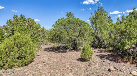 84 County Rd 3133, Vernon, Arizona 85940, ,Land,For Sale,County Rd 3133,252934