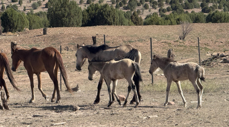 HORSES IN THE FOREST
