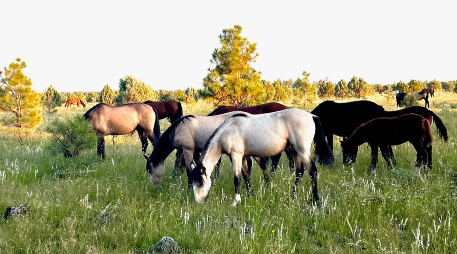 HORSES BEHIND THE HOUSE