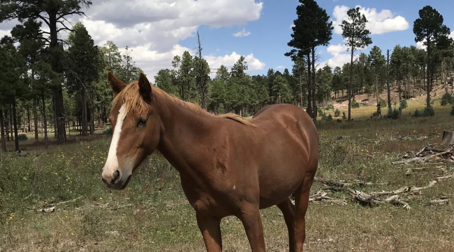 HORSES BEHIND THE HOUSE