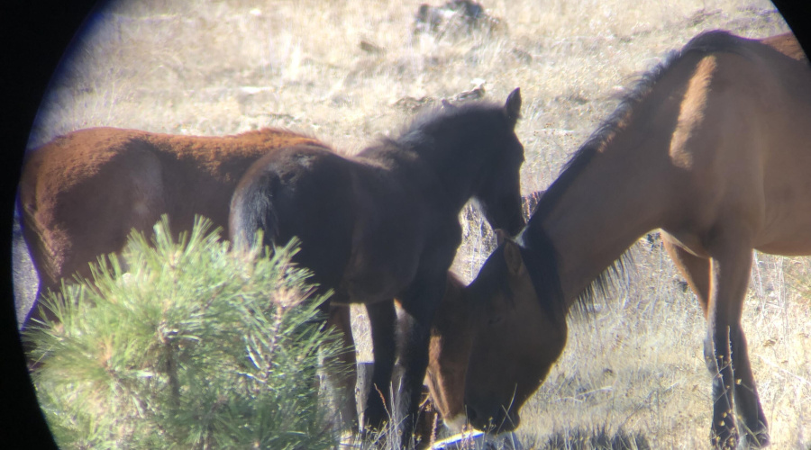 WILD HORSES IN THE FOREST