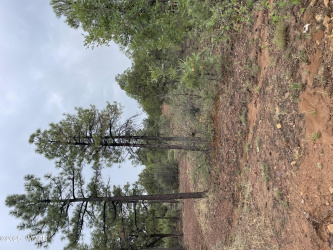 631 Haven Drive, Show Low, Arizona 85901, ,Land,For Sale,Haven,257887