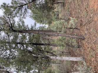 590 Pine Haven Drive, Show Low, Arizona 85901, ,Land,For Sale,Pine Haven,257888