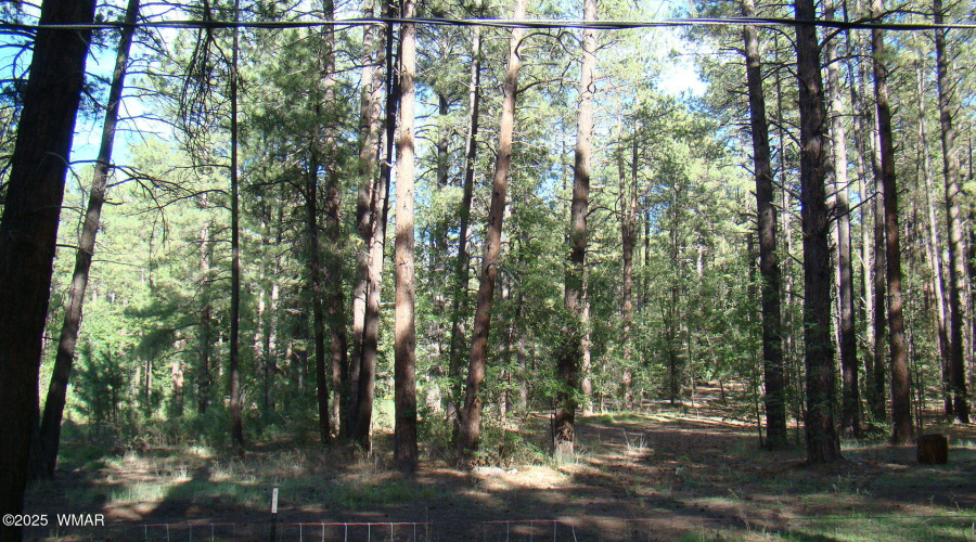 Tall pines adjoining