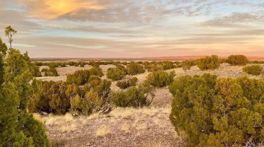 20250302092651916306000000-o (1)