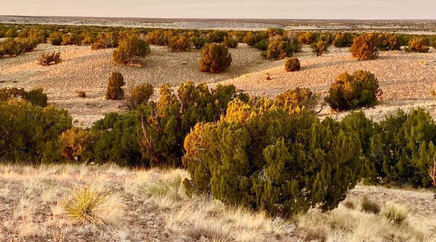 20250302092900395899000000-o (1)