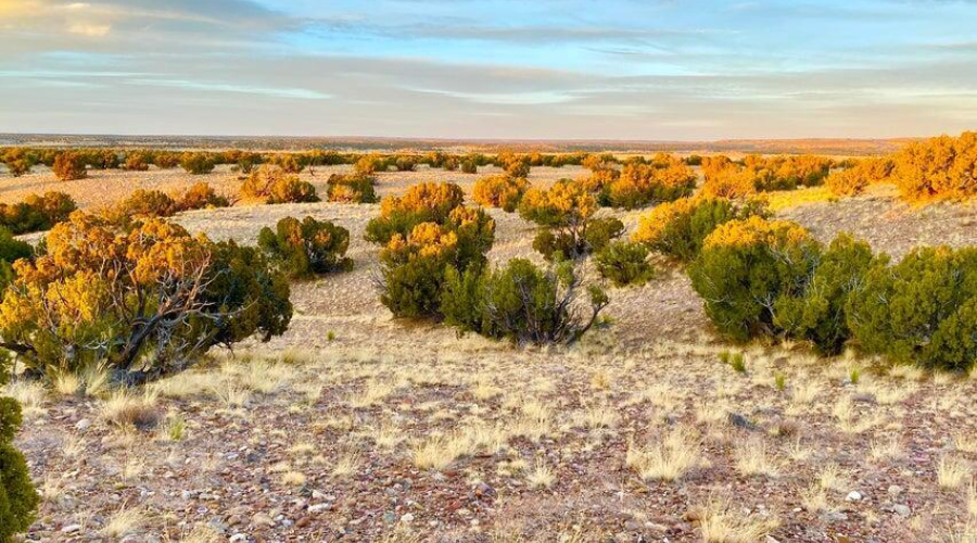 20250302231145144084000000-o (1)