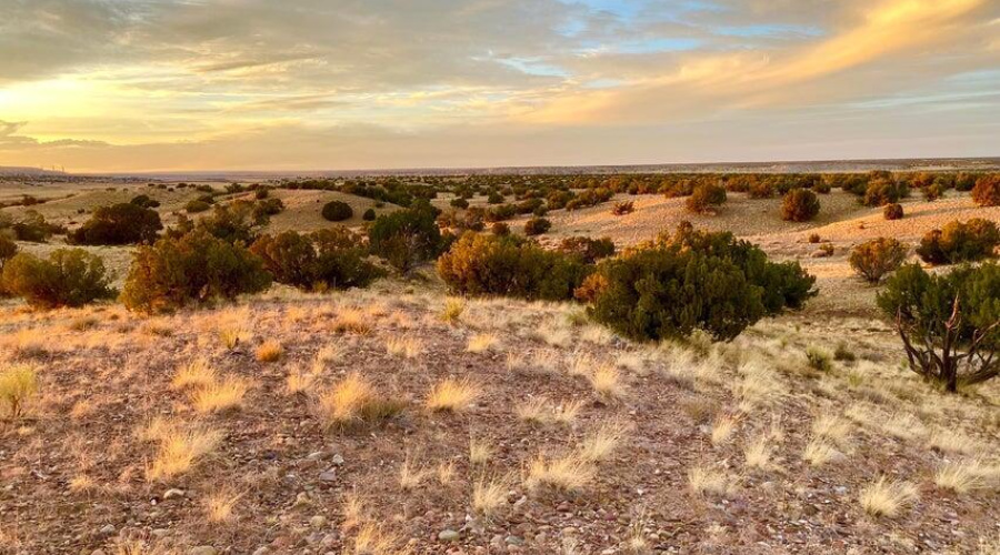 20250302231411946105000000-o (1)