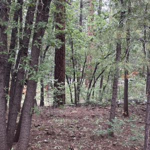 Treed Lot