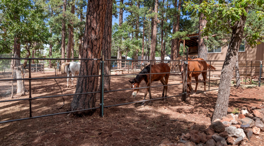 Horse corrals