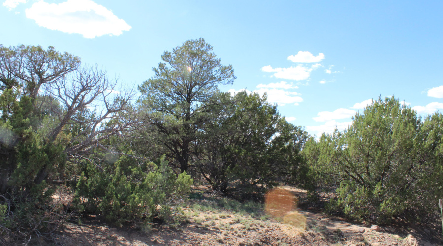 10 & 8 CR 3044 Niksich (14)