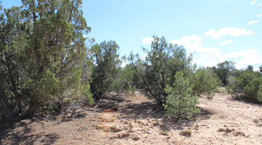 10 & 8 CR 3044 Niksich (15)