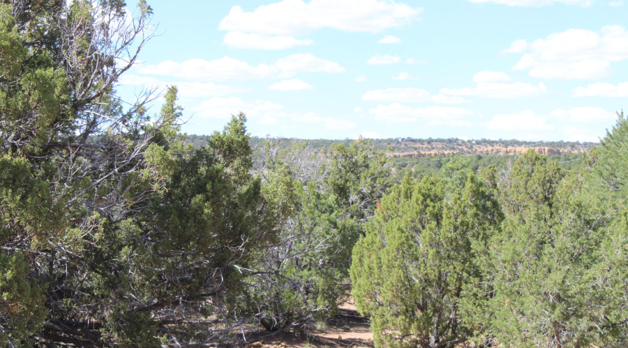 10 & 8 CR 3044 Niksich (12)