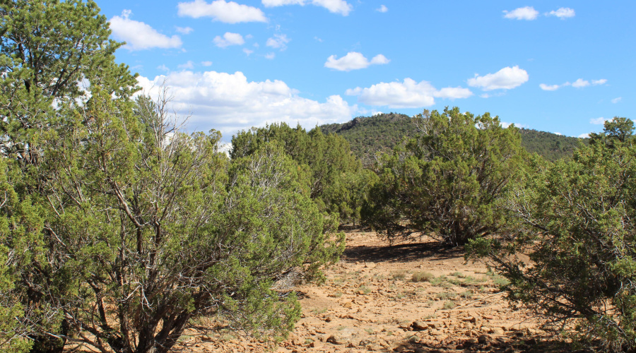 10 & 8 CR 3044 Niksich (4)