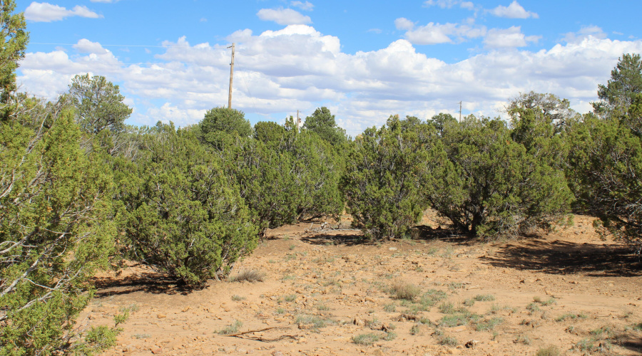 10 & 8 CR 3044 Niksich (5)