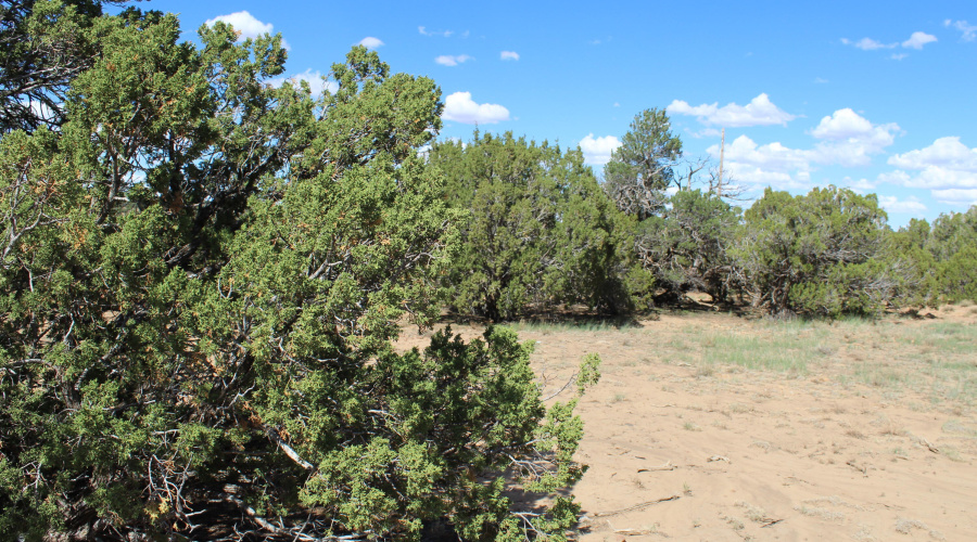 10 & 8 CR 3044 Niksich (7)