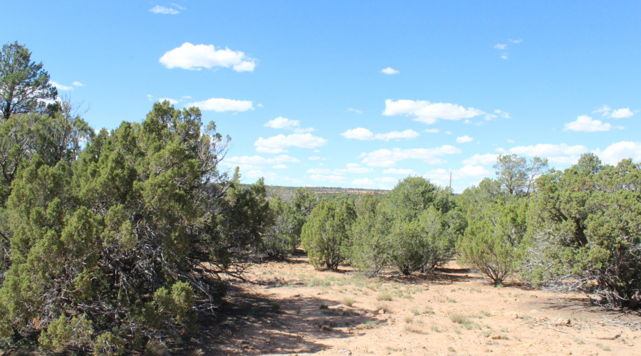 10 & 8 CR 3044 Niksich (11)