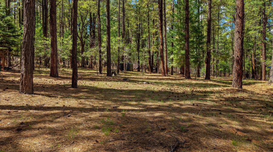 2CR2081-Alpine-AZ-52