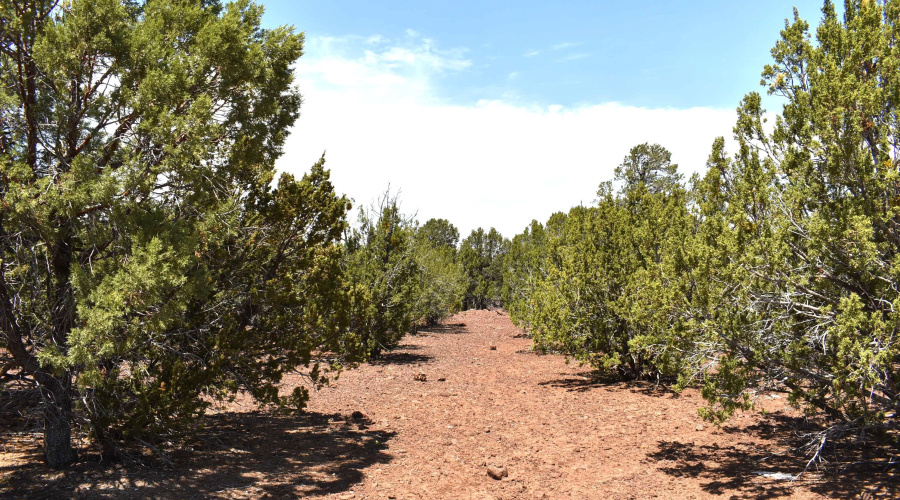 Tall Trees Throughout