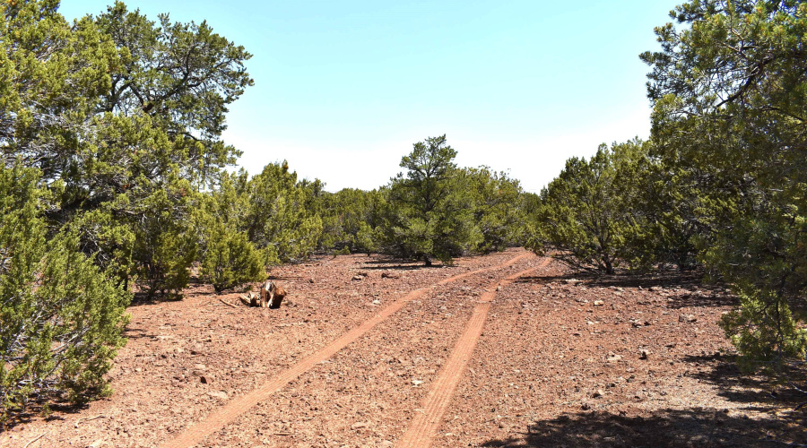 Clearence on the property