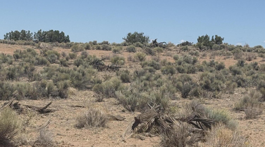 Sage Brush