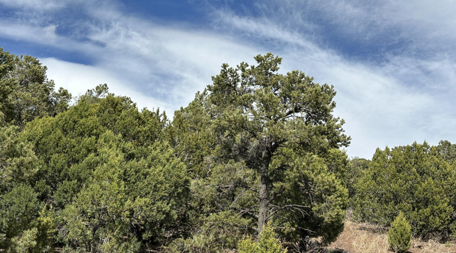 Pine Trees on Lot