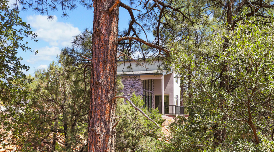 House through the Trees