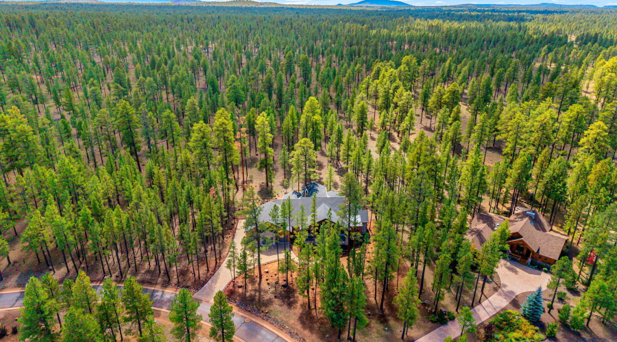 National Forest Backing