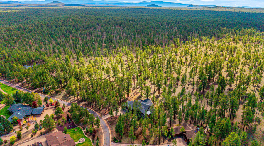 National Forest Backing