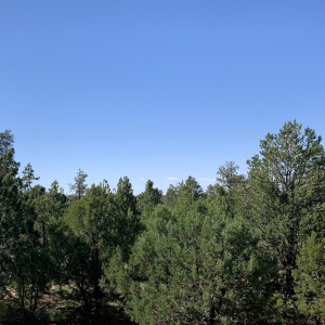 Heavily Treed