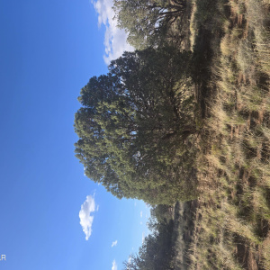 Beautiful Juniper Trees