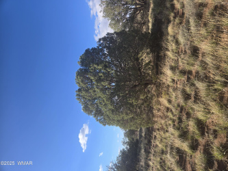 4354 Pinto Road, Snowflake, Arizona 85937, ,Land,For Sale,Pinto,258206