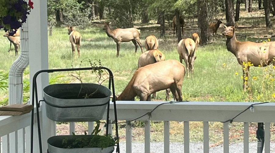 Elk who visit on occasion