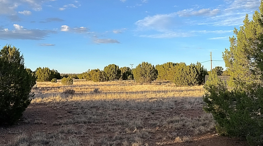 Pinon and Juniper