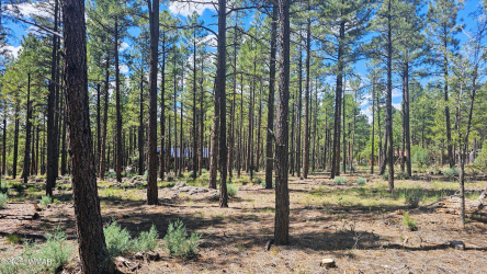 234 Deer Run Road, Lakeside, Arizona 85929, ,Land,For Sale,Deer Run,258065