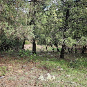 Whispering Pines Land