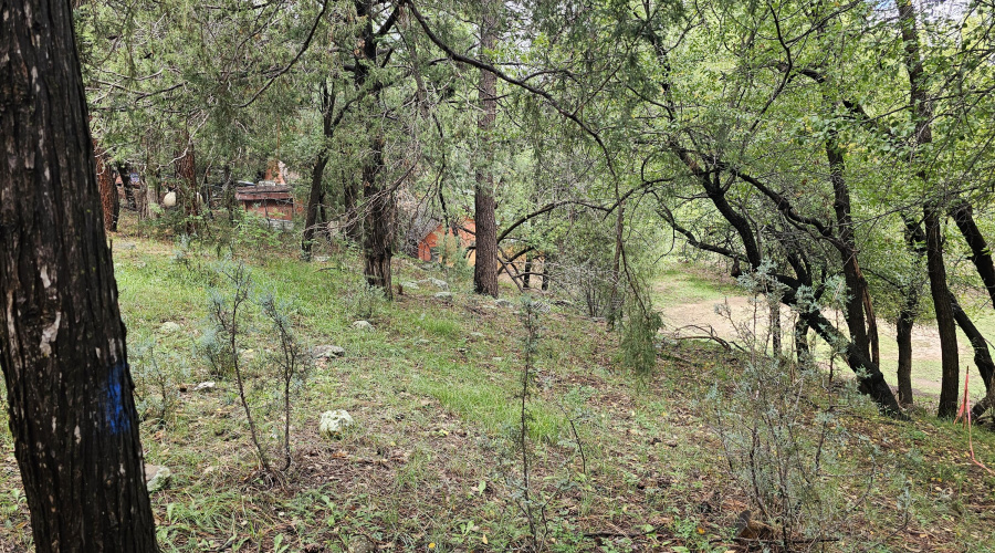 Whispering Pines Land