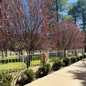 Frontyard Trees