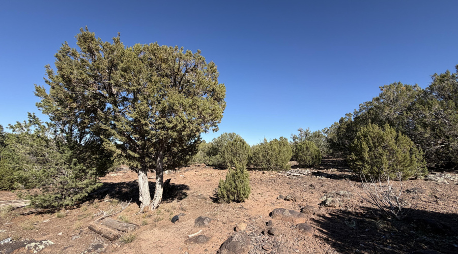 4 Pinon, Concho, AZ