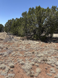29B County Road N 8339, Concho, Arizona 85924, ,Land,For Sale,County Road N 8339,258379