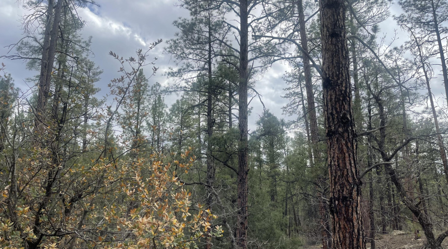 2800 S White Mountain Rd 108 NF 2