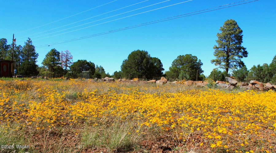 Front View of the Lot