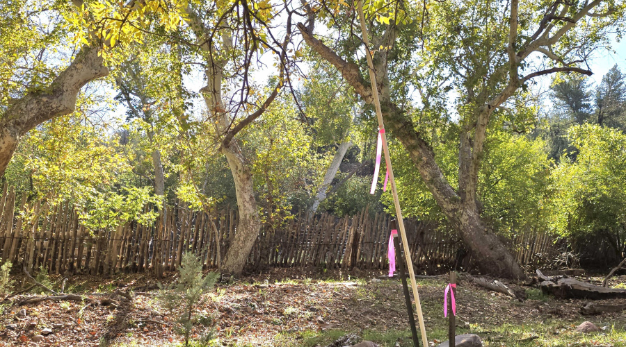 Aut Survey Corner 7 near Corrals