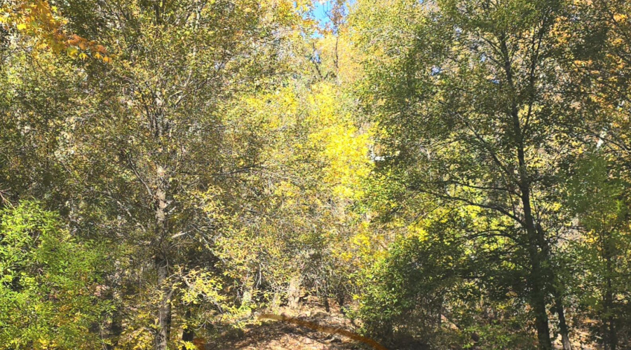 Aut Gordon Creek Crossing to W Pastures