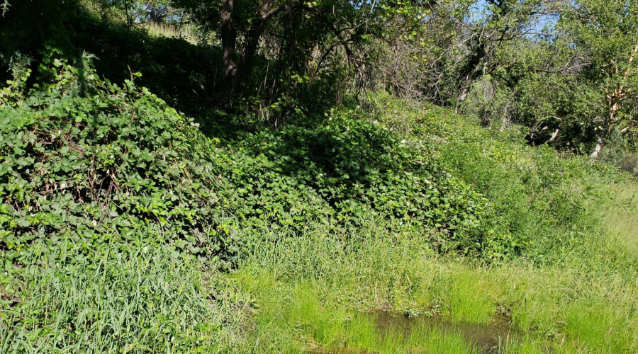 Spring in W Ctr Pasture