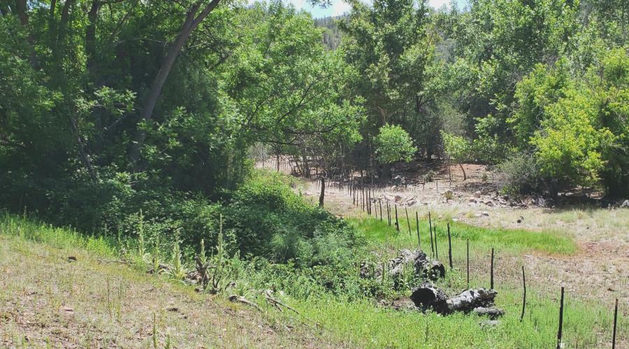 Spring on Ellnwd Hmstd